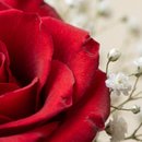 Beleza de Rosas Vermelhas