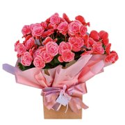 Begônia Rosa Plantada