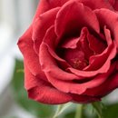 Solitário de Rosa Vermelha Eu Te Amo