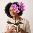 Orquídea Phalaenopsis Rosa