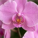 Orquídea Phalaenopsis Rosa
