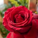 Buquê Valentines