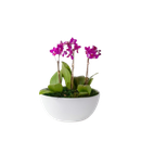 Arranjo de Orquídeas Baby Pink