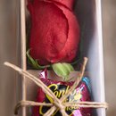 Rosa Sonho