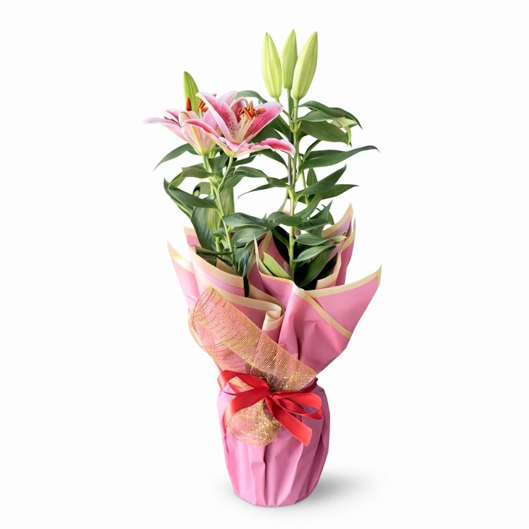 Lírio Rosa Plantado