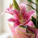 Lírio Rosa Plantado