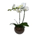 Orquídea Branca 2 Haster