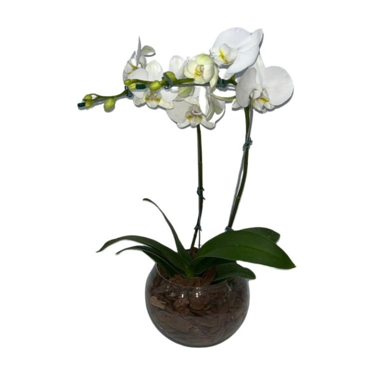 Orquídea Branca 2 Haster