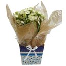 Calandiva Branca Flor da Fortuna