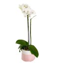 Orquídea Branca em Vaso Artesanal 