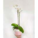 Orquídea Branca em Vaso Artesanal 