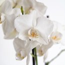 Orquídea Branca em Vaso Artesanal 