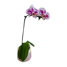 Orquidea em Vaso Artesanal 