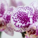 Orquidea em Vaso Artesanal 