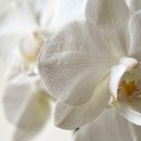 Orquidea em Vaso Artesanal Branco