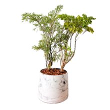 Árvore da Felicidade em Vaso Artesanal