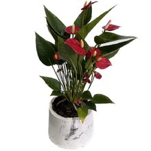 Anturio Vermelho no Vaso Artesanal Marmorizado