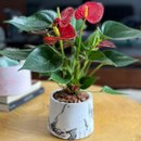 Anturio Vermelho no Vaso Artesanal Marmorizado