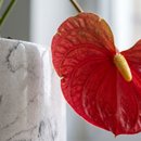Anturio Vermelho no Vaso Artesanal Marmorizado