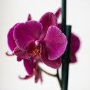 Orquídea em Vaso Artesanal Marmorizado 