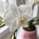 Orquídea Branca em Vaso Artesanal Marmorizado