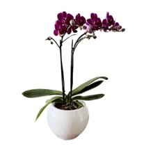 Orquidea em Vaso de Cerâmica Branco