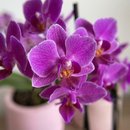 Orquídea Lilás em Vaso Artesanal Rosa