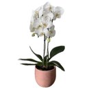 Orquídea Phalaenopsis Cascata em Vaso Terracota
