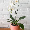 Orquídea Phalaenopsis Cascata em Vaso Terracota
