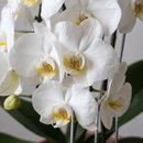 Orquídea Phalaenopsis Cascata em Vaso Terracota