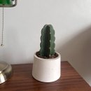 Cacto Mandacaru Sem Espinhos em Vaso Branco