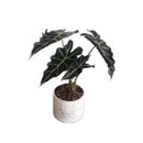 Alocasia Polly no Vaso Artesanal Marmorizado