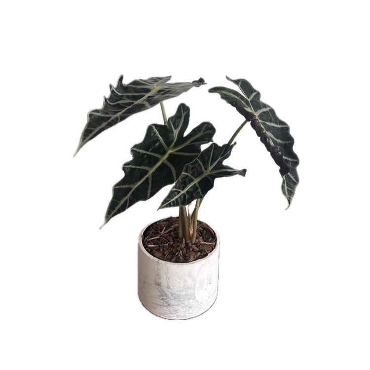 Alocasia Polly no Vaso Artesanal Marmorizado