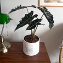 Alocasia Polly no Vaso Artesanal Marmorizado