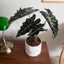 Alocasia Polly no Vaso Artesanal Marmorizado