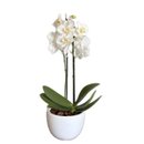 Orquídea Branca com Biblia em Vaso de Cerâmica Branco