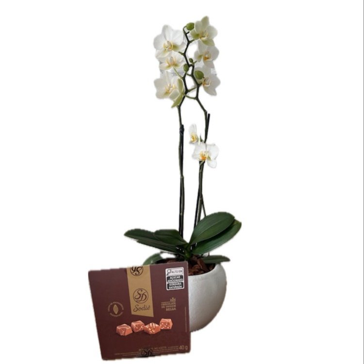Orquídea com Bombom Sodiê para Presentear no Natal