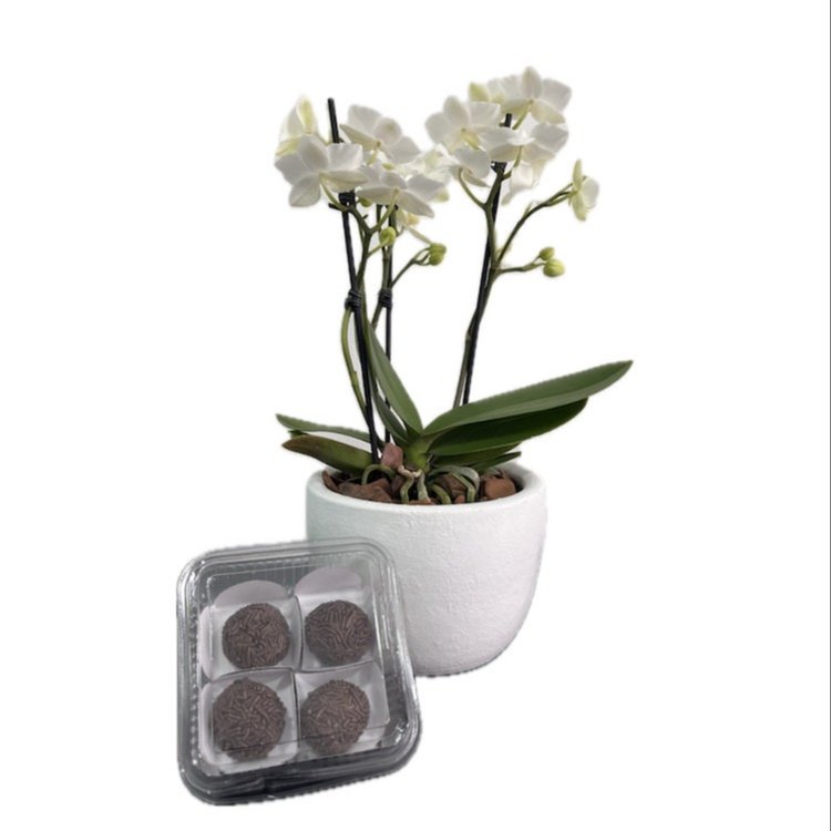 Orquídea Branca com Brigadeiro Sodiê para Presentear