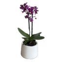 Orquidea Violeta em Vaso Artesanal Branco
