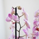 Orquidea Vaso Pantone Lilás 