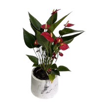 Antúrio Vermelho Especial Para as Mães