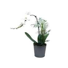 Orquidea Branca Em Vaso Preto