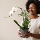 Orquidea Branca Em Vaso Preto