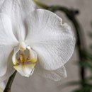 Orquidea Branca Em Vaso Preto