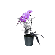 Orquidea Pink Em Vaso Preto