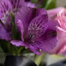Arranjinho Violeta -  Lillas