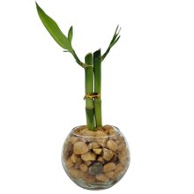 Vasinho de Redondo com Bambu da Sorte