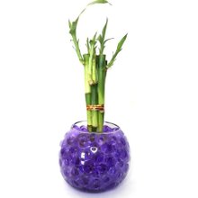 Vaso em Vidro Redondo com Bambu da Sorte