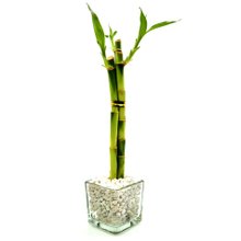 Vasinho de Vidro com Bambu da Sorte Pequeno