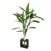 Bambu da Sorte com Vaso em Vidro e Suporte de Madeira